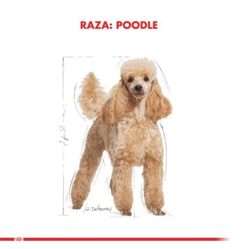 Royal Canin Perro Poodle Adulto 3Kg  ( Seco ) - Imagen 3