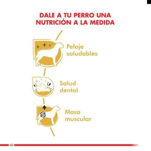 Royal Canin Perro Poodle Adulto 3Kg  ( Seco ) - Imagen 4
